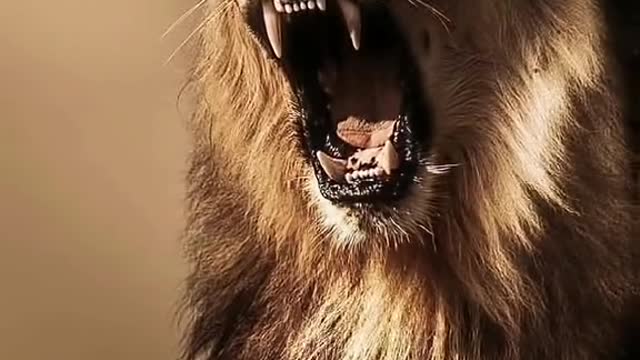 Is all the free animal world animal impression male lion