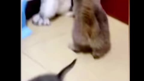 Cats funny fight.😂😂