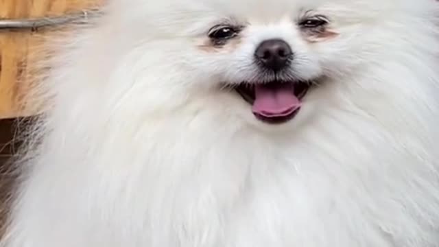 Emotional dog video | Dog Feeling happy | Dog fall victim viral video shorts