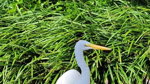 Bird eating lizzard