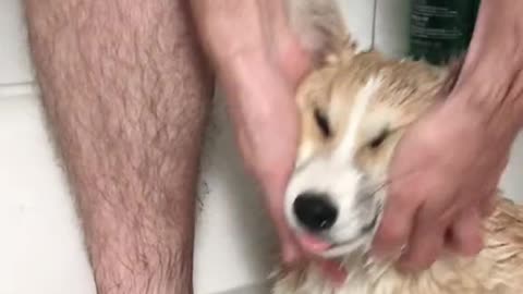 Complaining Corgi