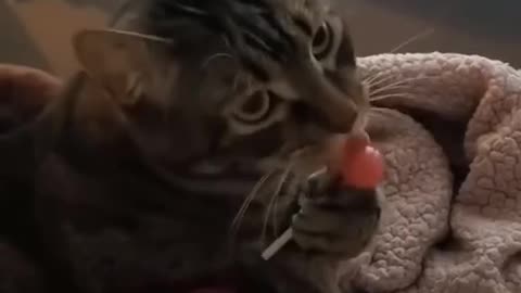 "Cute Cat Demands Lollipop Like a Baby: Adorable Feline Shenanigans"