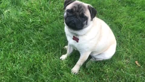 Pug Can't Take a Joke