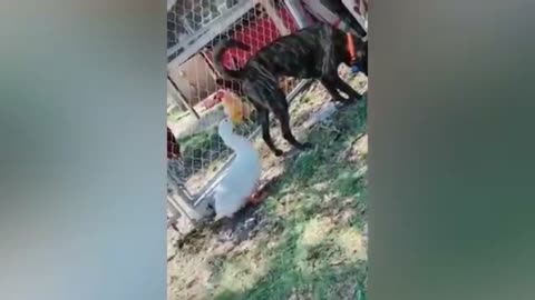 vｷｬﾋﾟ😂🤣