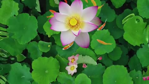 For all its beauty the lotus needs its green leaves to set it off.