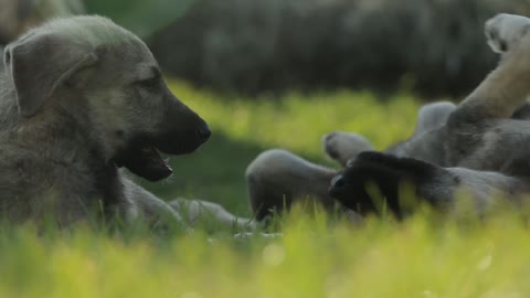 PUPPIES PLAYING