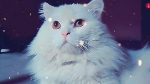 Persian Cat