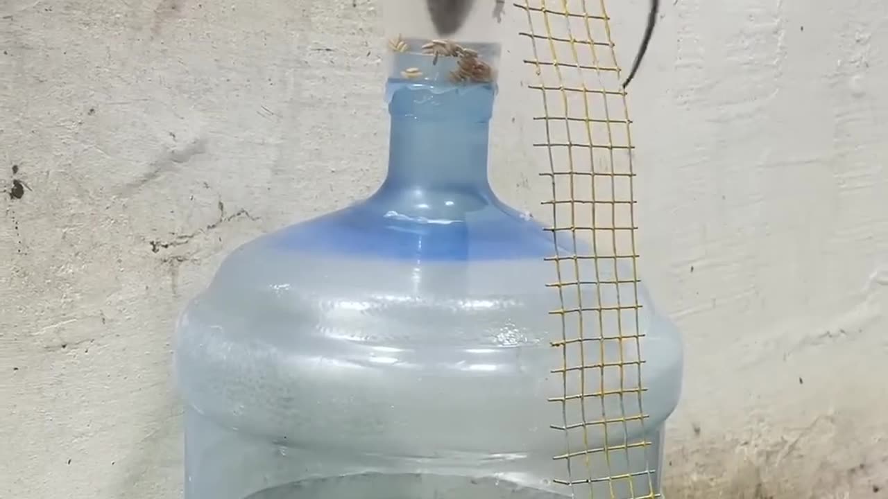 Good rat trap plastic bottle/mouse trap at home