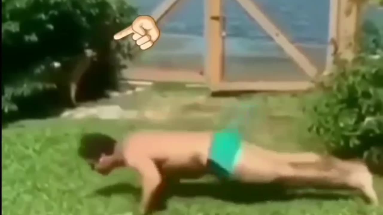 Funny dog
