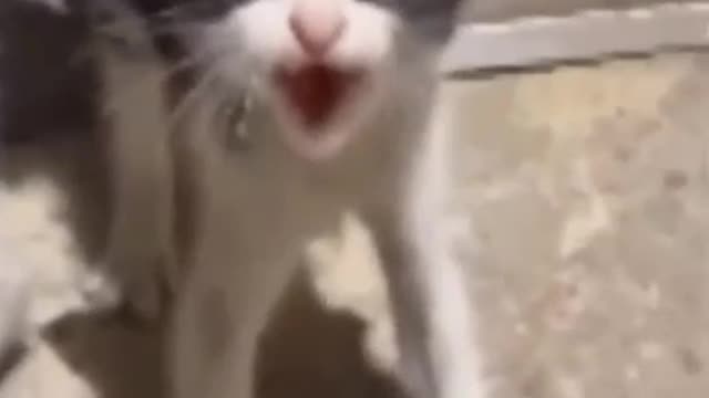 Cute animals