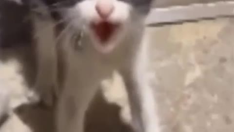 Cute animals
