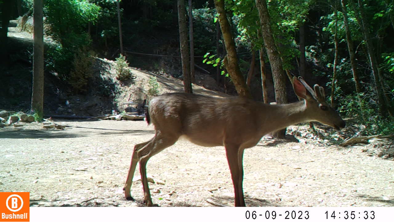 A young Buck Just Getting His Horns