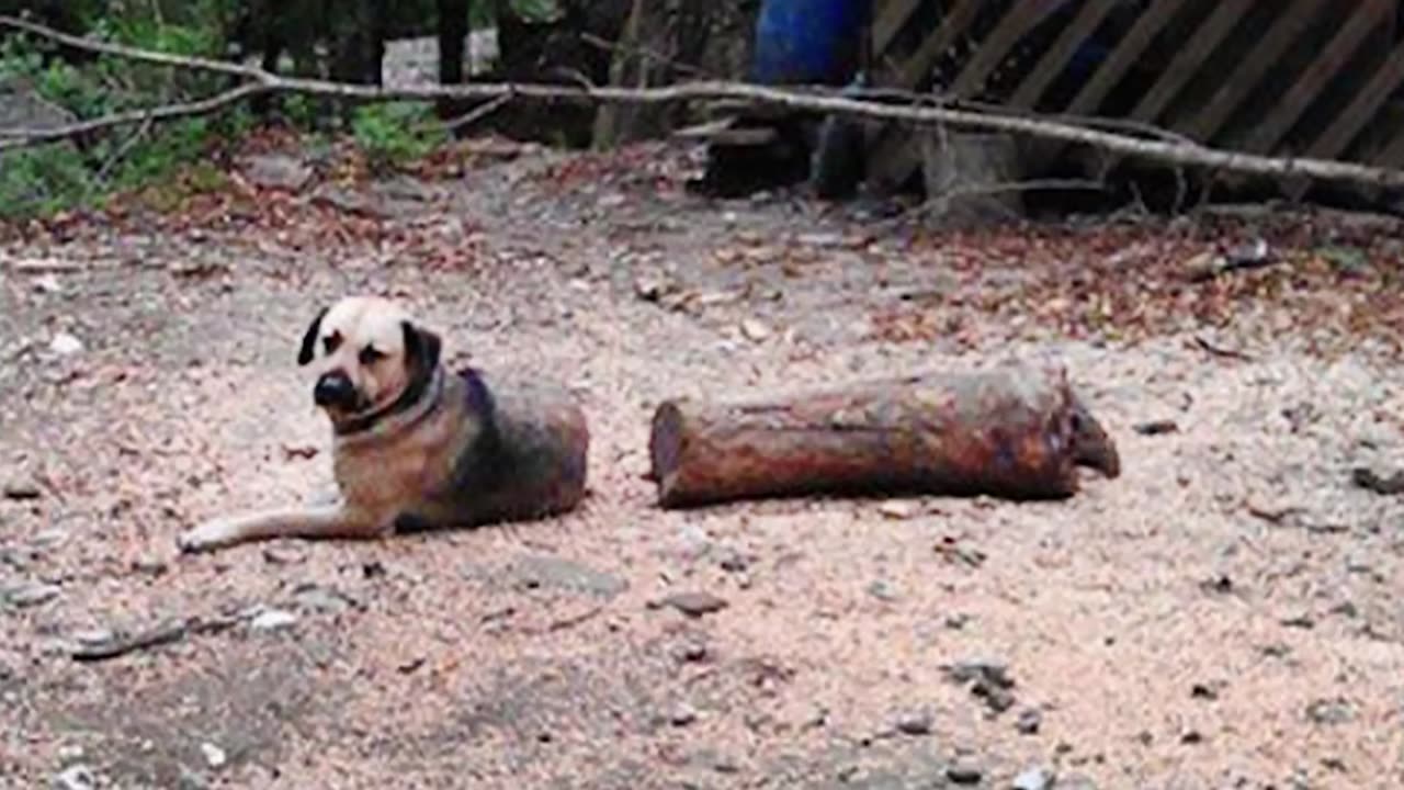 I Think These Dogs Was a Comedian in Past Life 😂