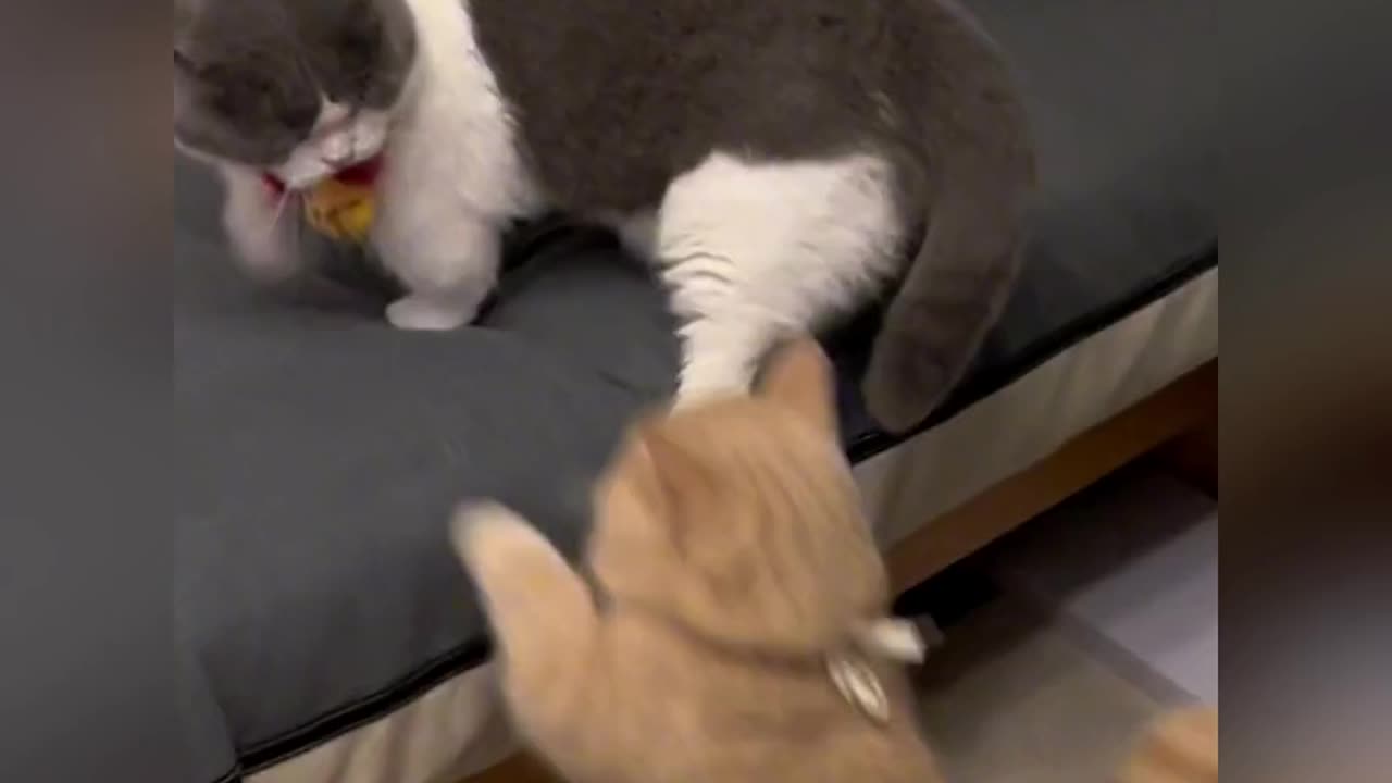 Cats Fighting and Meowing - These Two are Bloody Brothers | Viral Cat