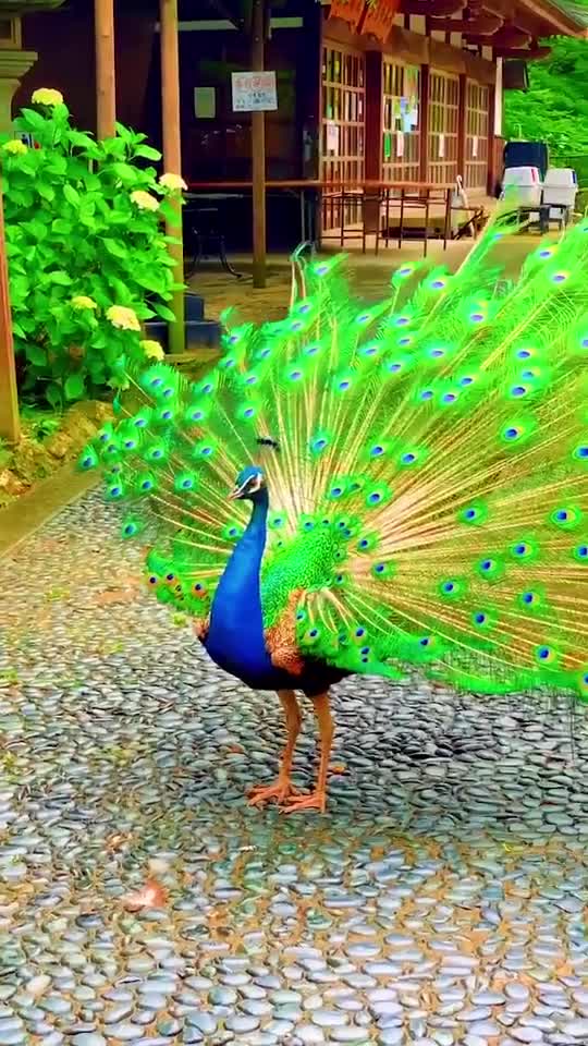 Beatyfull peacok dance