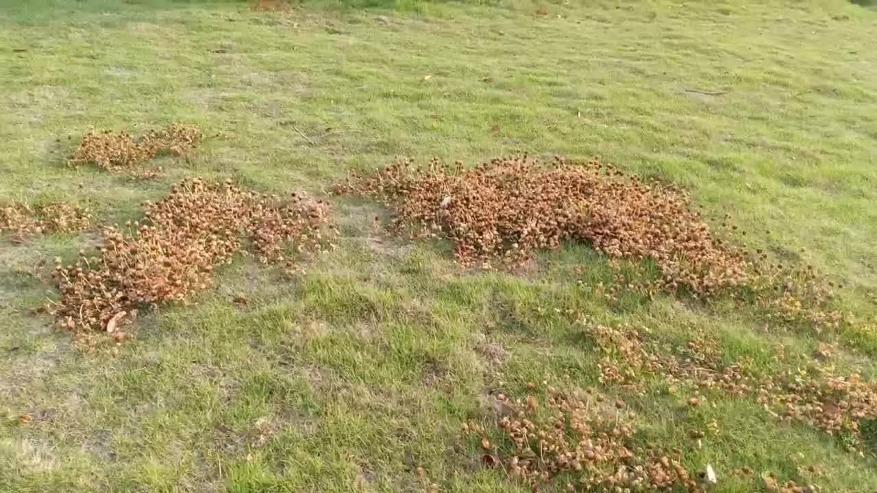 beautiful breath of nature