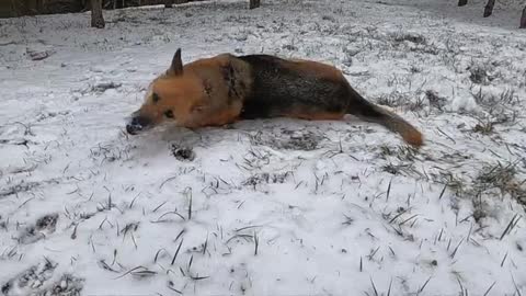 Funny dog swimming in the snow