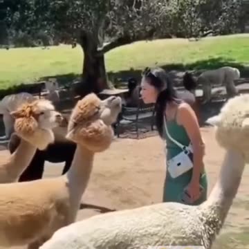 Funny animals fails 😄 (part-2)