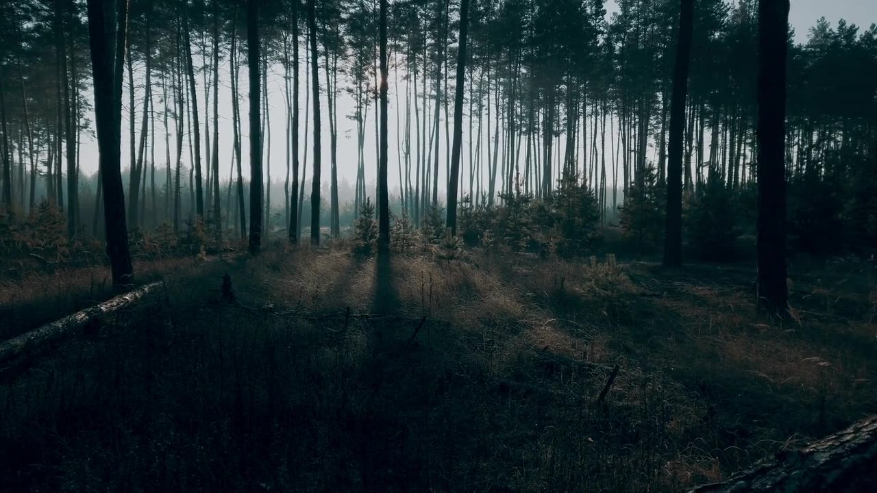 Jungle