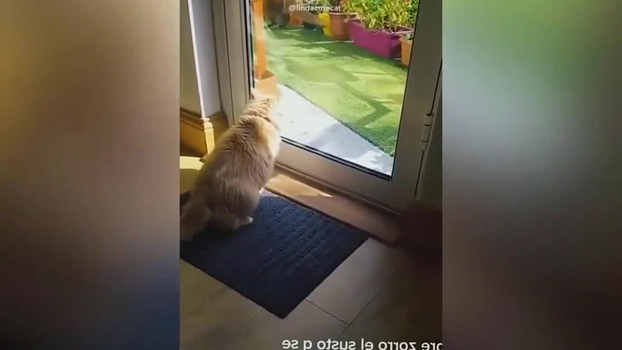 Funniest Cats and Dogs Videos #2