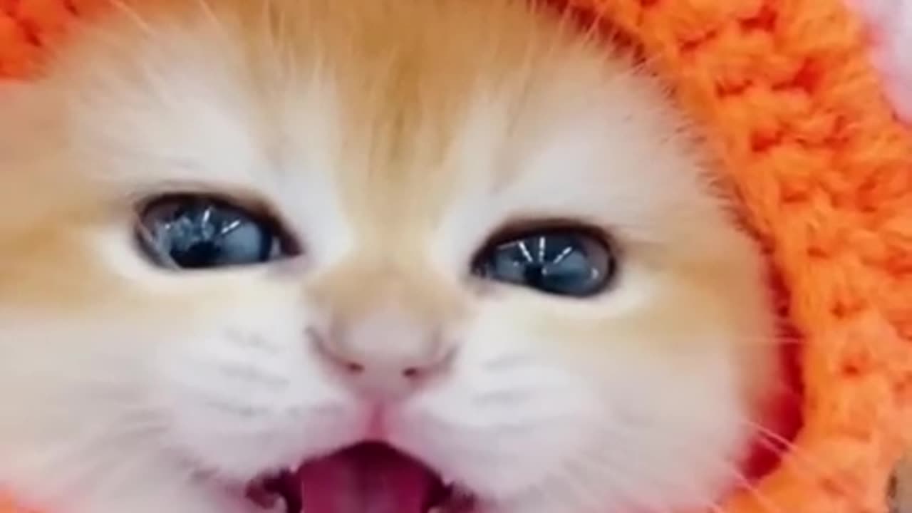 Cute mao