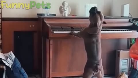 funny animal videos