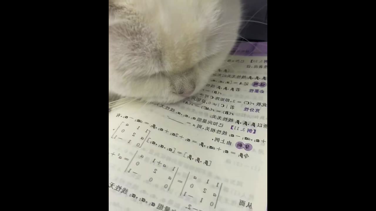 Cat makes a fool of himself