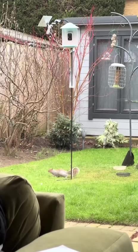 Squirrel proof bird feeder pole 🤣🤣🤣🤣