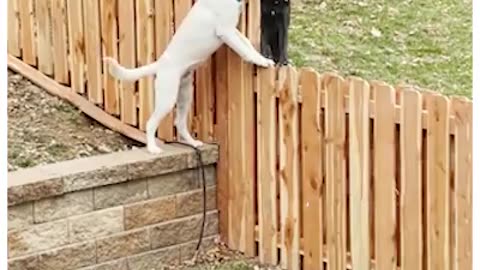 Nothing can keep these two best friends from playing together 🐶❤️