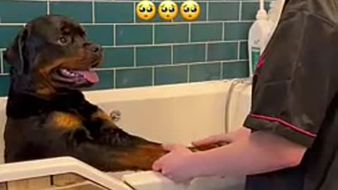 Rottweilers first time groom