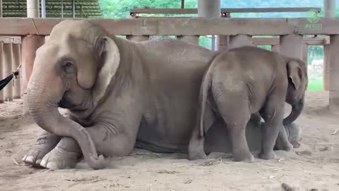 Funny elephant video