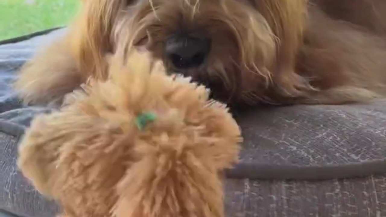 Dog playing with little cute toy.