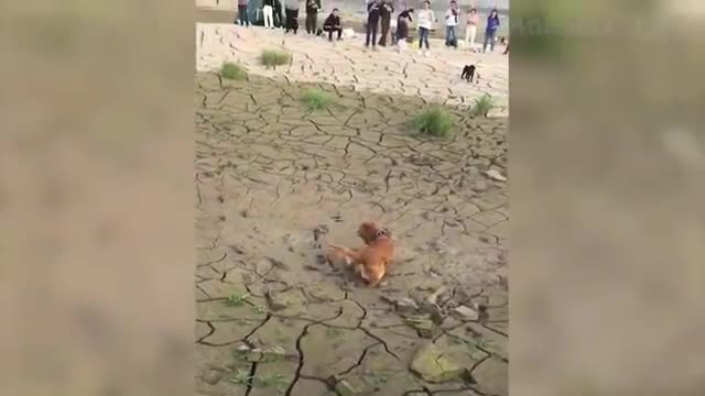 Funniest 😻 Cats and 🐶Dogs Awesome Funny Animals Life Video
