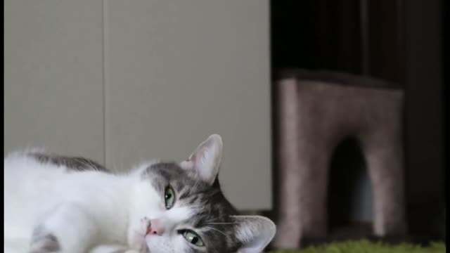 Meowing Cute Kittens | Animalia Universe