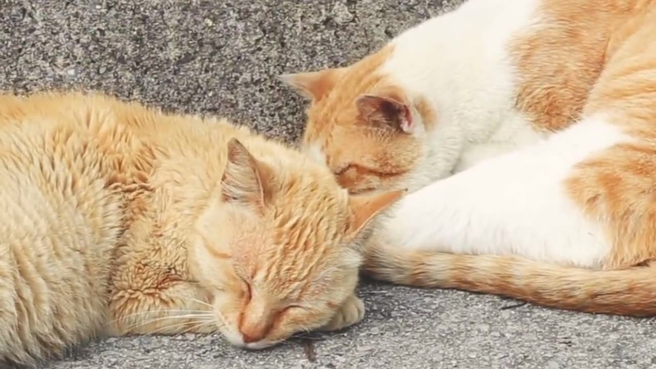 Cat video