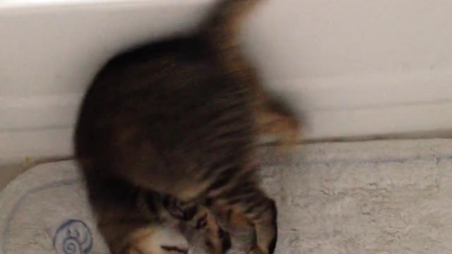 cat does somersault with owner