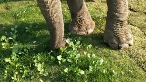 elephants