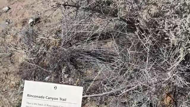 Rinconada Canyon Trail and the Petroglyph carvings in the rock Albuq,NM