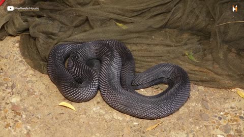 Dangerou & Rarest Snake was Rescued