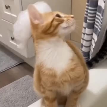 Head wash cat