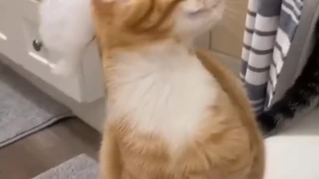 Head wash cat