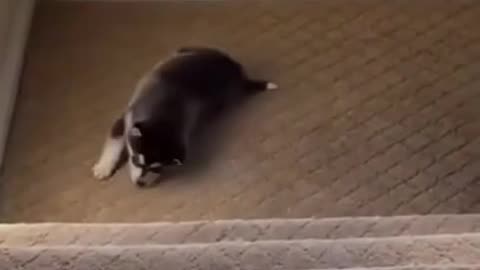 #65 Short Funny and Cute Animals