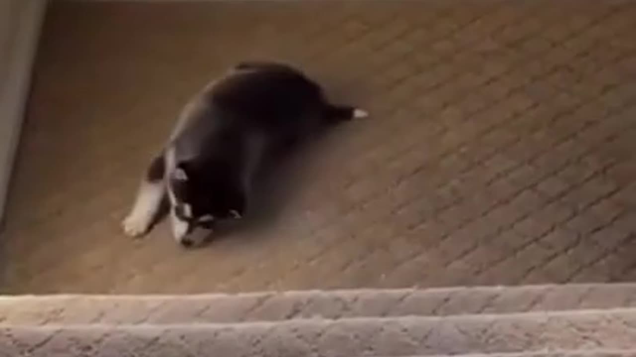 #65 Short Funny and Cute Animals