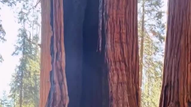 A secret tree hole was found in Sequoia Park.