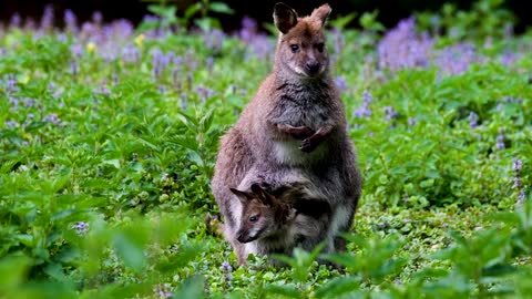 Kangaroo With Baby.