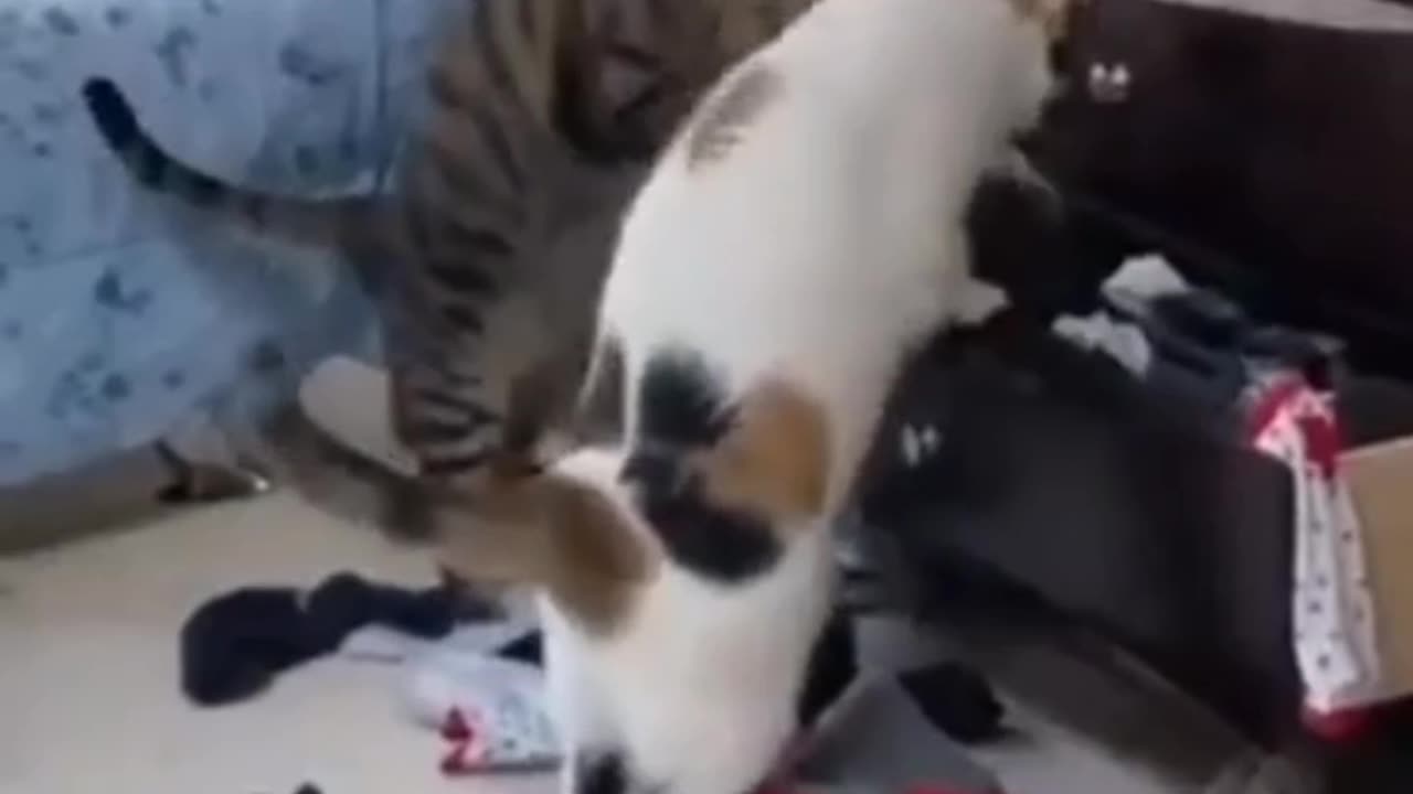 Together these two cats spoiled the condition of the whole house ðŸ˜
