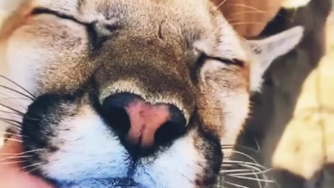 Big cats cute funny massage 💆‍♀️ 😄