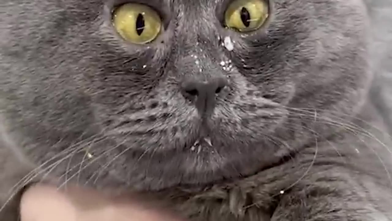 Funny animals - Funny cats and dogs - Funny animal videos 2023🤣
