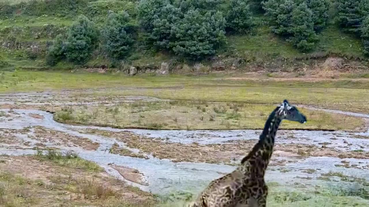 Attack dangerous Animals hot danger