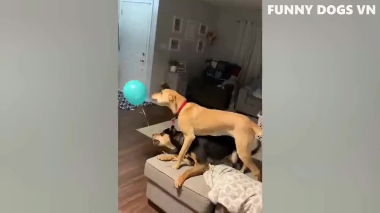 Funny dogs and cat